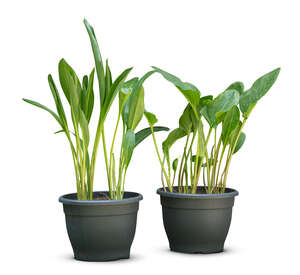 two cut out green potted plants