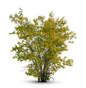 bush with small white blossoms