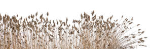 cut out bulrush in winter