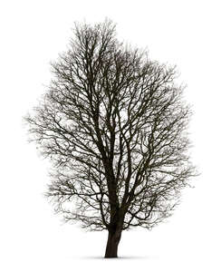 cut out tall leafless tree