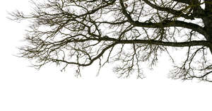 cut out bare leafless tree branch