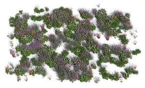 top view rendering of an area filled with different plants