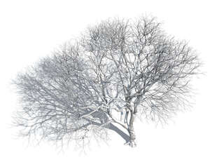 rendering of a tree in winter seen from above 