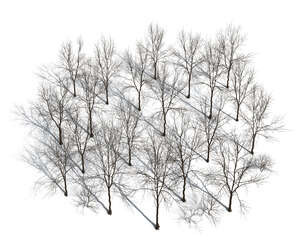 group of rendered bare trees seen from above