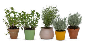 cut out group of different potted plants and herbs
