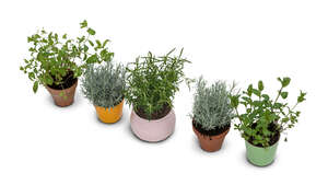 top view of a group of potted plants