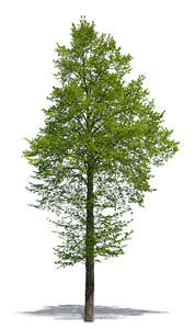 cut out deciduous tree in spring