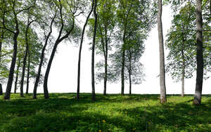 group of trees in the foreground