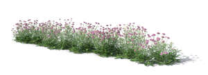 rendered image of blooming field scabious