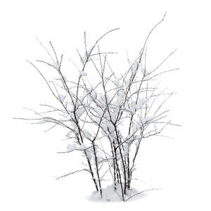 bare bush in winter with snow