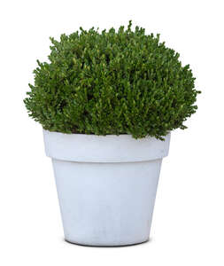 green plant in a white pot