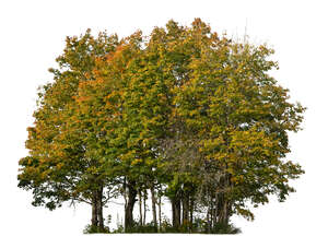 group of deciduous trees in autumn