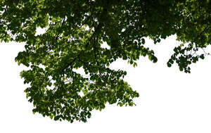 cut out green branch on a sunny day