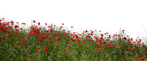 cut out blooming red poppy field