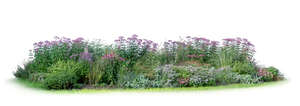large blooming flowerbed with tall flowers