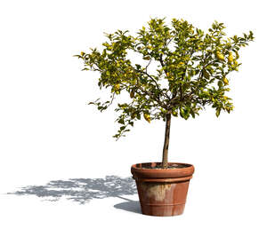 potted small lemon tree with lemons