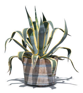 tropical plant in a wooden pot