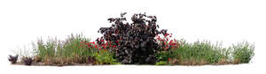 big group of plants and flowers