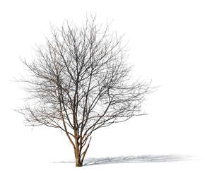 cut out bare leafless tree in sunlight