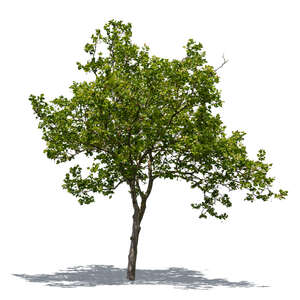 cut out sycamore in sunlight