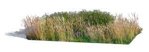 cut out big flowerbed with different plants