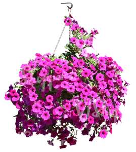 hanging basket with pink flowers