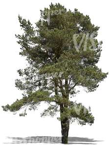 cut out big pine tree