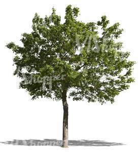 cut out medium maple tree