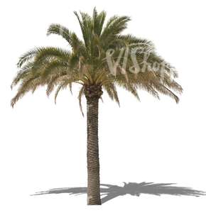 cut out big palm tree