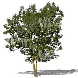 cut out medium size ash tree