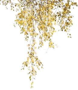 birch branch with yellow leaves