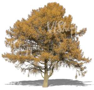 large larch in autumn with yellow leaves