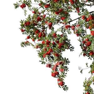 rowan branch with berries