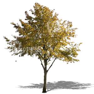 cut out lime tree with  yellow leaves