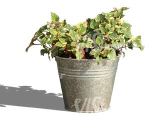 small plant in a decorative bucket