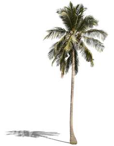 cut out tall palm tree