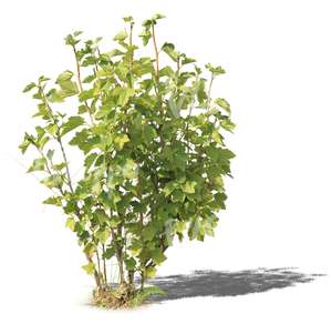 cut out small regular bush