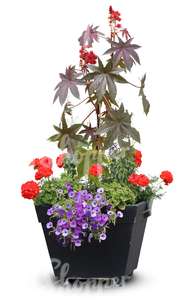 combination of flowers in a black pot