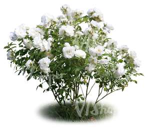 cut out blooming white rosebush