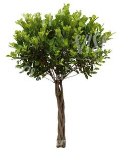 cut out small decorative tropical tree