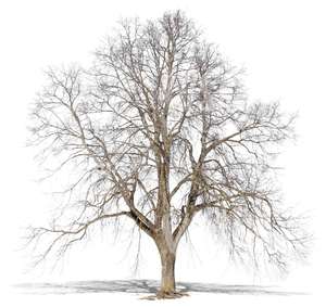 big cut out bare tree in wintertime