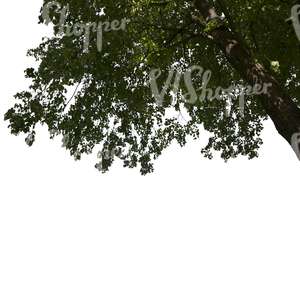 branch of a deciduous tree in sunlight