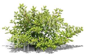 cut out ordinary bush