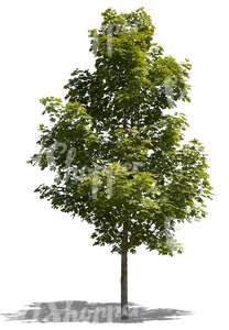 cut out medium size maple tree