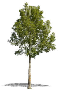 cut out small deciduous tree