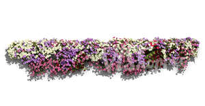 Cut out row of blooming flowers