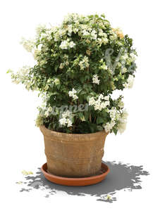 blooming medium size plant in a clay pot