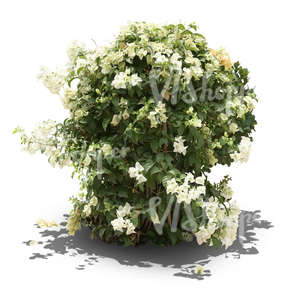 blooming tropical plant with white blossoms