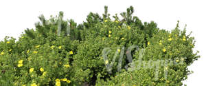 foreground bush with yellow blossoms