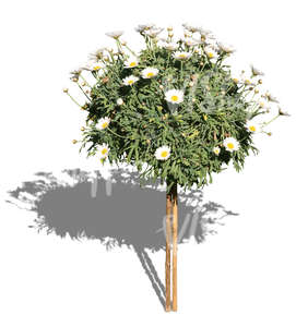 decorative bouquet of daisies